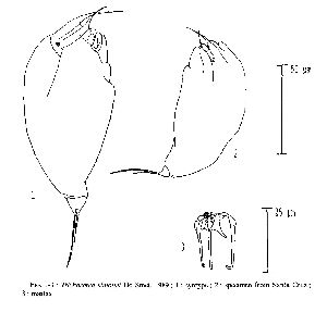 Segers, H (1991): Biologisch Jaarboek (Dodonaea) 58 